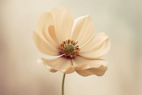 Rick Shibasaki-Gareau